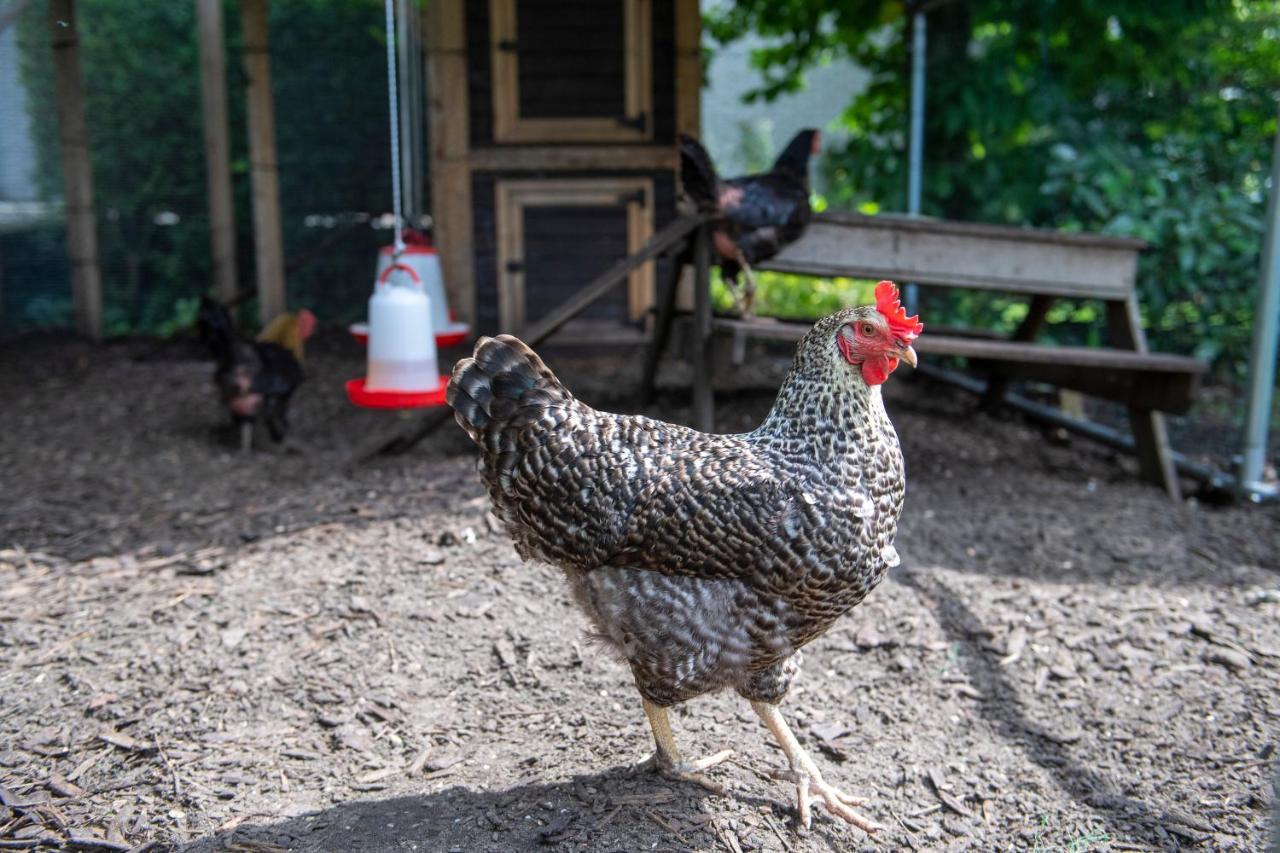 Bed & Breakfast Het Vinkenest ナイフェルダル エクステリア 写真